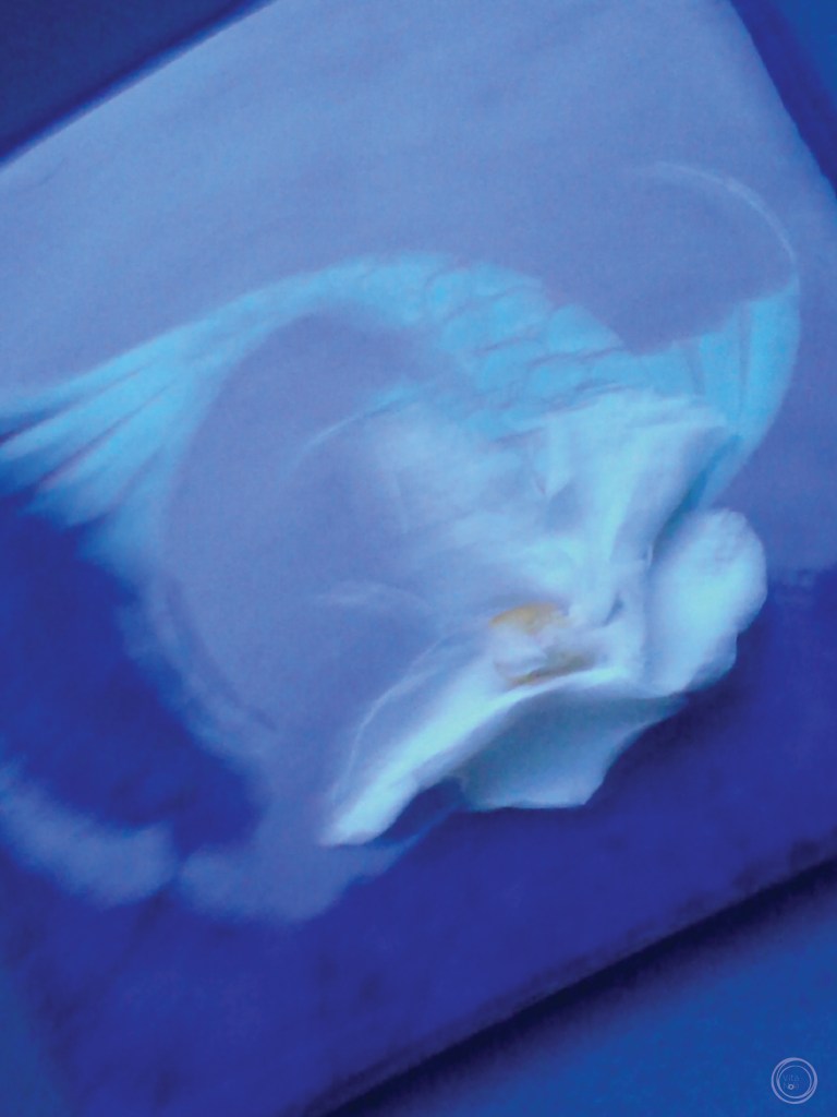 la danza delle ánemos I